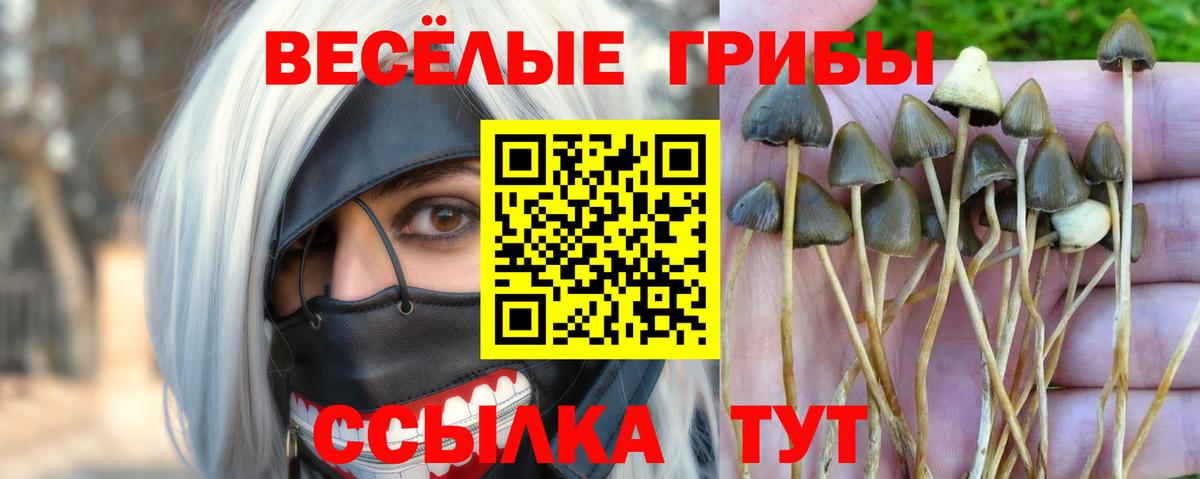 Железноводск  Псилоцибиновые грибы Psilocybe  Вход с VPN 